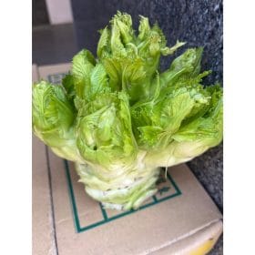 季節限定-娃娃菜