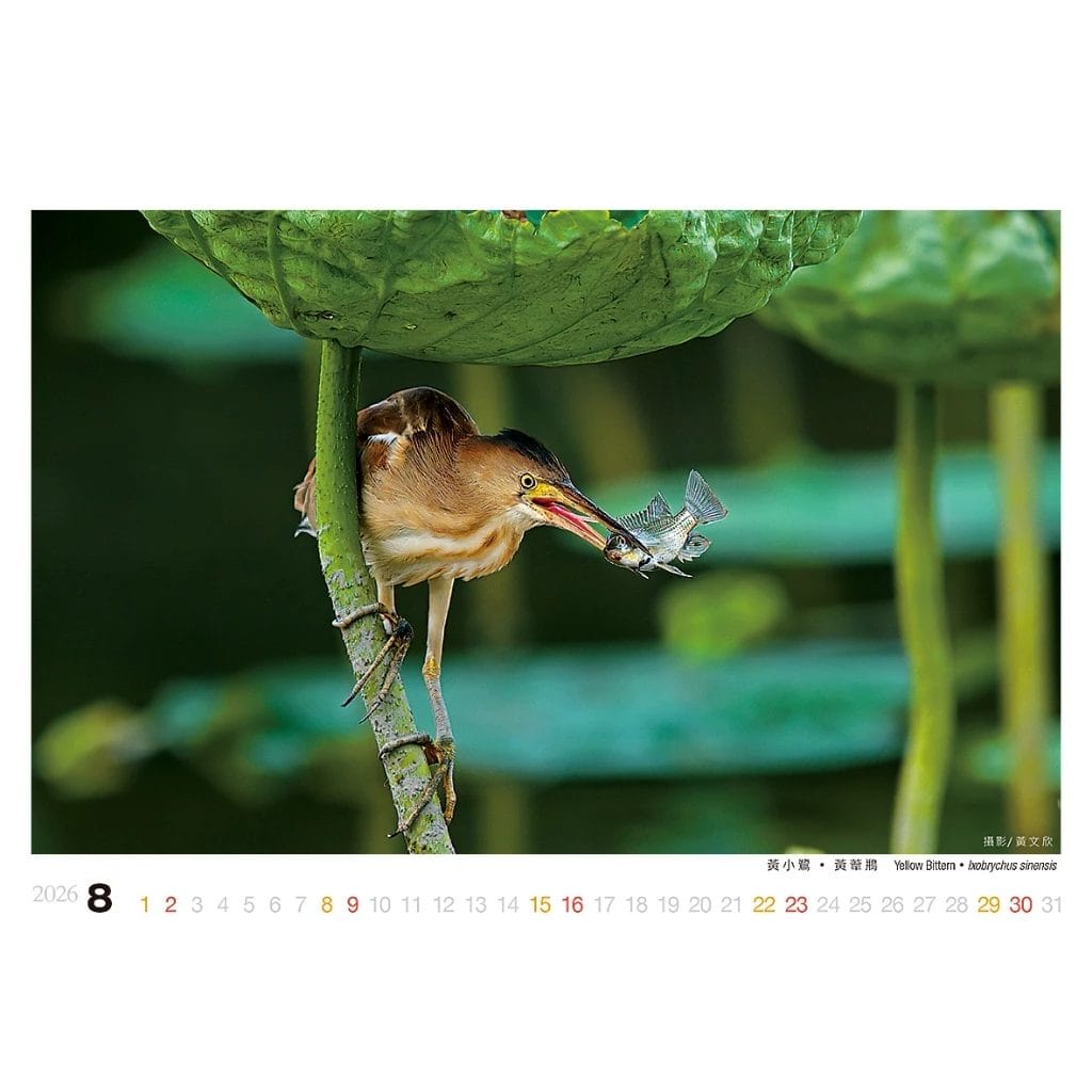 2026年桌曆/誠品同款/驚喜禮:圖片 4