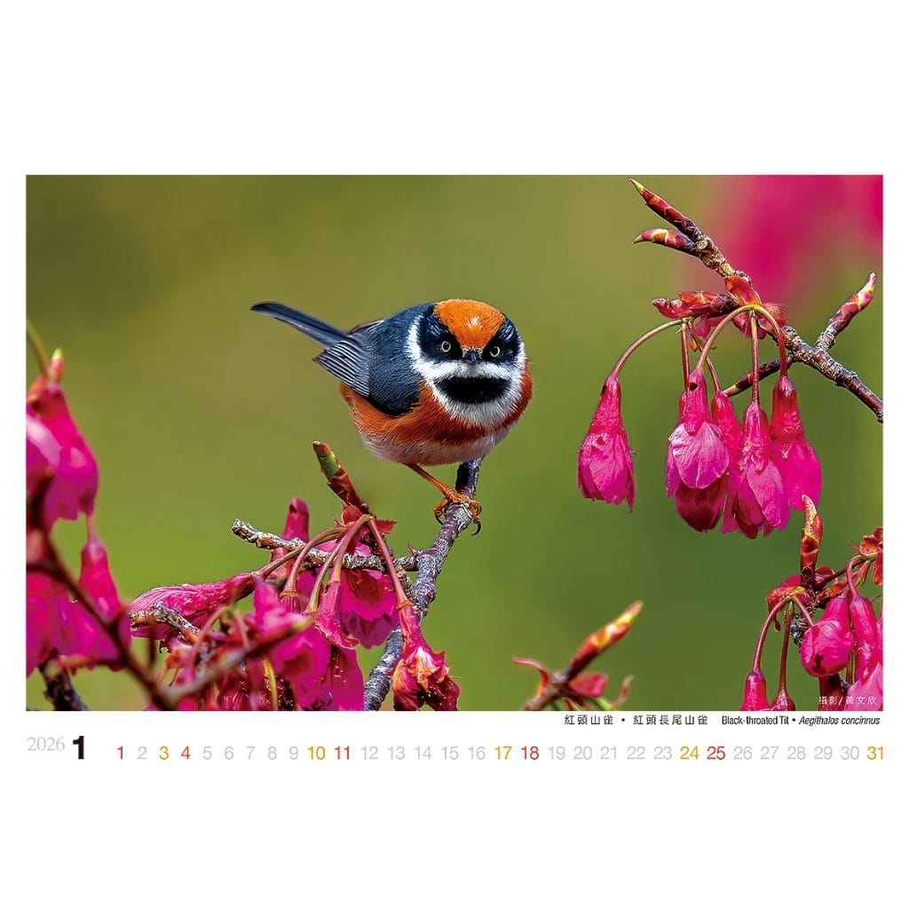 2026年桌曆/誠品同款/驚喜禮:圖片 5