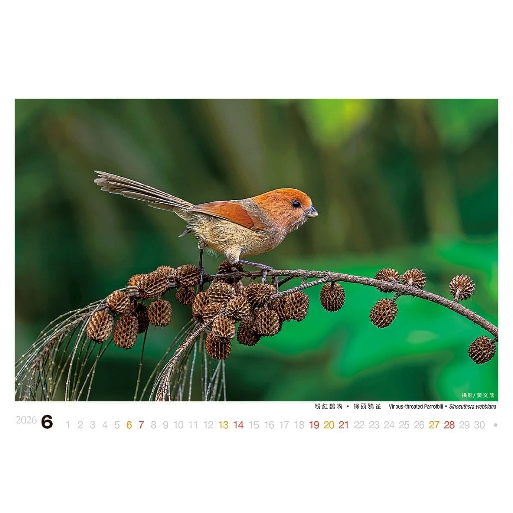 2026年桌曆/誠品同款/驚喜禮:圖片 7